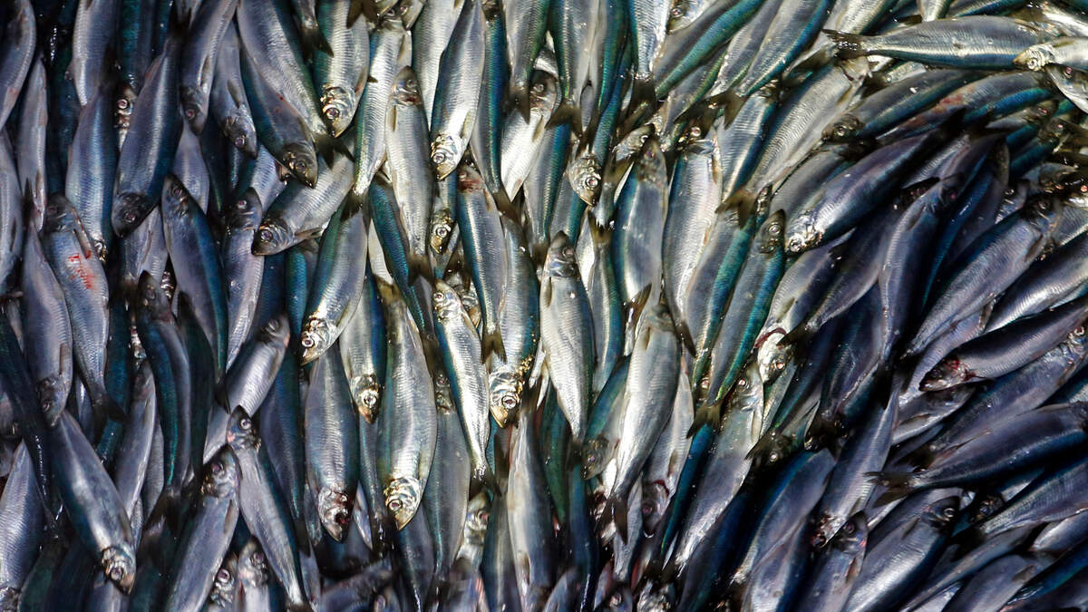 Five fishermen from Maine and one from New Hampshire are charged with not reporting 2.6 million pounds of Atlantic Herring sold to the NOAA, officials said.